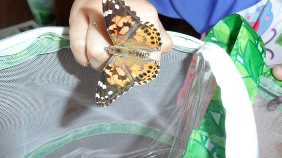 Mallory loved the experience of “growing” butterflies with our Insect Lore kit.  We set the painted ladies free in our backyard, and they occasionally come back to visit us.